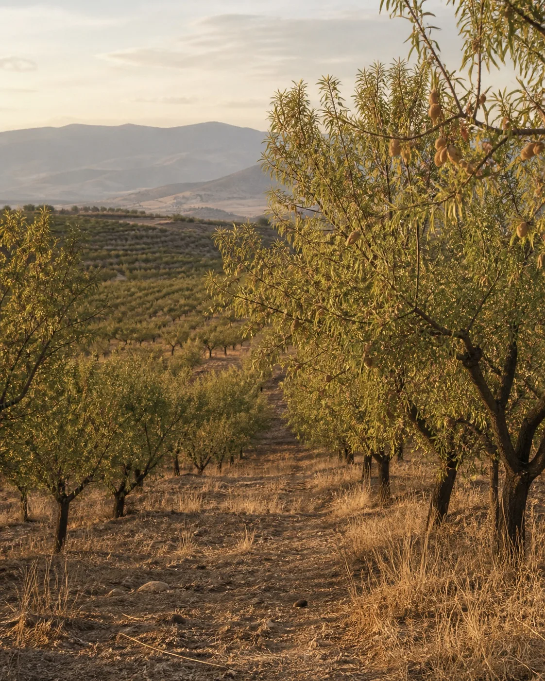 Almonds from Granada